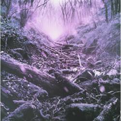 Rosaceae : Solar Descent, Obscured Pine Glade Rosaceae : Solar Descent, Obscured Pine Glade